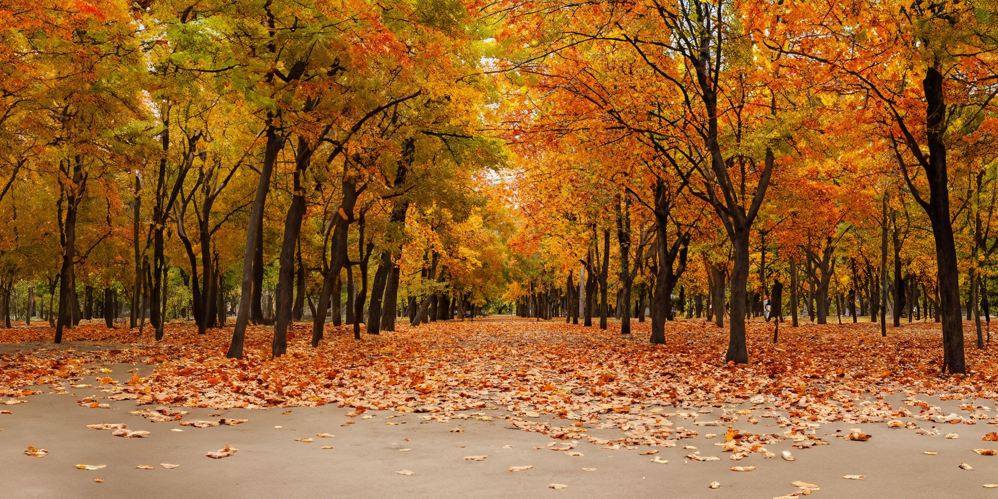 Goldener Herbst unsere Preise fallen